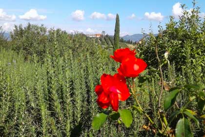 Ferienwohnung_Chianti